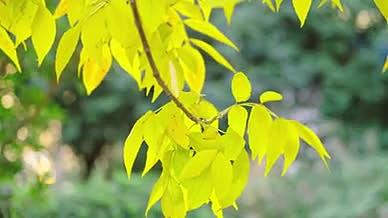 秋天黄树叶景色实拍视频的预览图